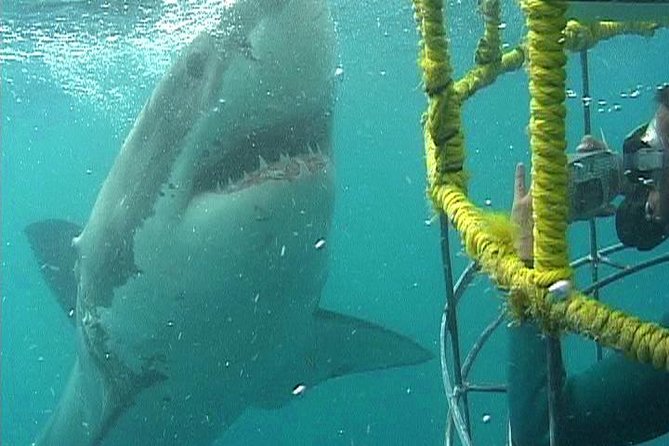 SHARK CAGE DIVING and VIEWING (Self Drive) - Kleinbaai Harbor and the 7:00 am start: set yourself up for an easy day
