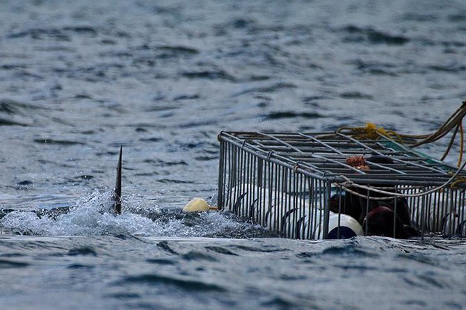 SHARK CAGE DIVING and VIEWING (Self Drive) - Office check-in, breakfast, and safety briefing that keeps things calm