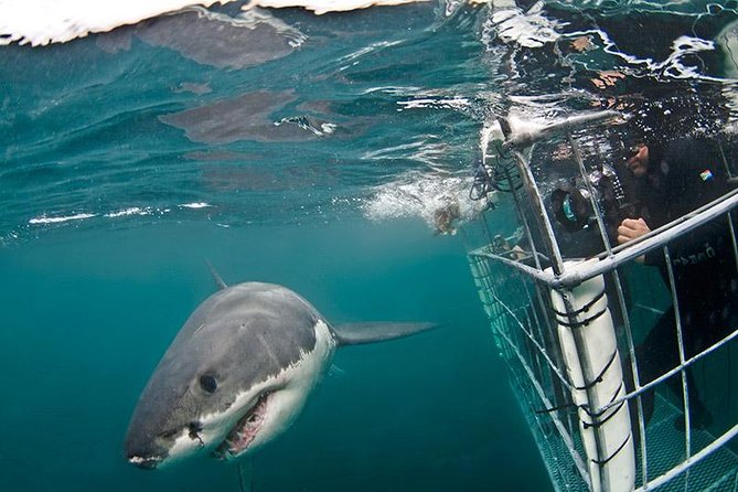 SHARK CAGE DIVING and VIEWING (Self Drive) - Cage time vs. boat viewing: picking the experience that fits you
