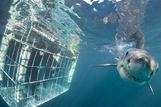 SHARK CAGE DIVING and VIEWING (Self Drive) - The onboard video and the optional USB copy