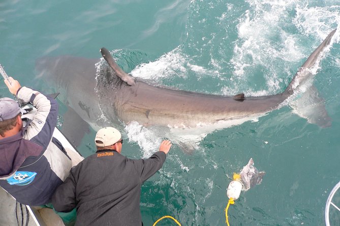 SHARK CAGE DIVING and VIEWING (Self Drive) - Small-group feel (max 25) and professional handling