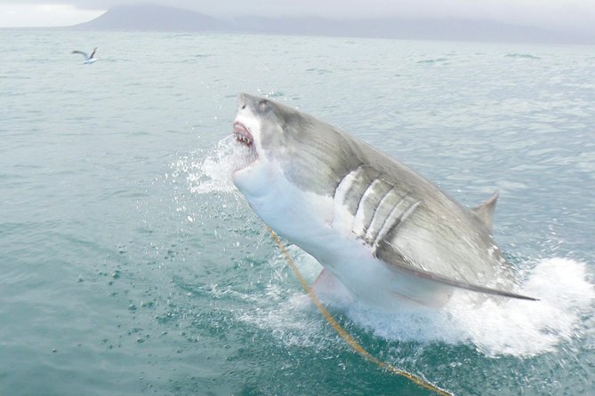 SHARK CAGE DIVING and VIEWING (Self Drive) - Catamaran to Shark Alley: how the timing works on the water