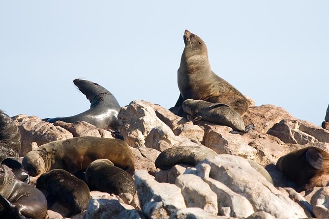Shark Cage Diving and Viewing with transport from Cape Town - Key Things That Make This Tour Worth Your Time