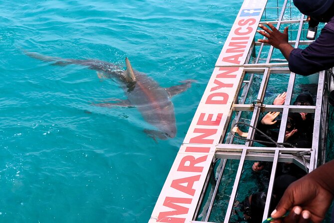 Shark Cage Diving and Viewing with transport from Cape Town - Cape Town Pickup to Great White House Breakfast in Gansbaai