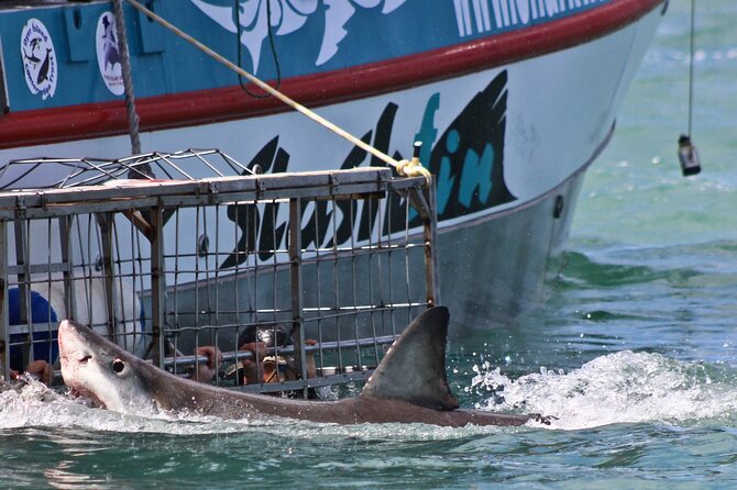 Shark Cage Diving and Viewing with transport from Cape Town - What You’ll See (and the Reality Check on Shark Sightings)