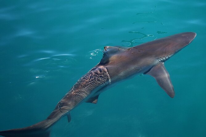Shark Cage Diving and Viewing with transport from Cape Town - Marine Biologist Guidance: Turning a Cage Session into Real Understanding