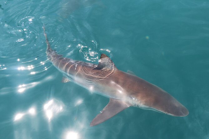 Shark Cage Diving and Viewing with transport from Hermanus - Why the Hermanus-to-Gansbaai route feels like good planning
