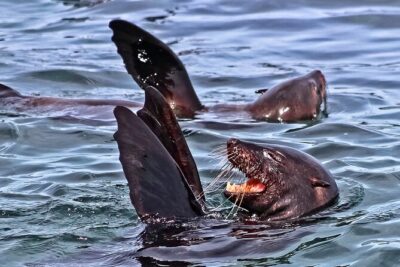 Shark Cage Diving and Viewing with transport from Hermanus - The day starts early: pickup, check-in, and wetsuits before launch
