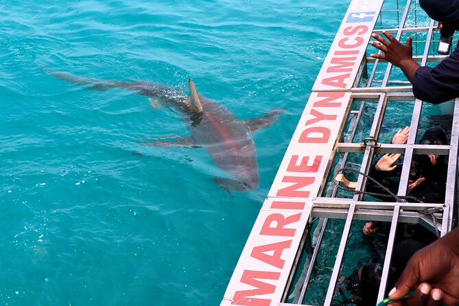 Shark Cage Diving and Viewing with transport from Hermanus - The free penguin visit: a smart add-on, not a random detour