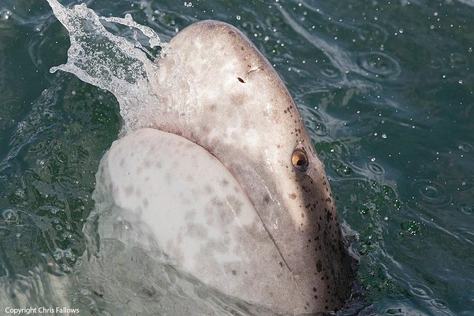 Shark Cage Diving Cape Town - A shark cage experience that stays small and practical