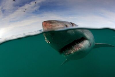 Shark Cage Diving Cape Town - Getting to Simon’s Town: your launch point