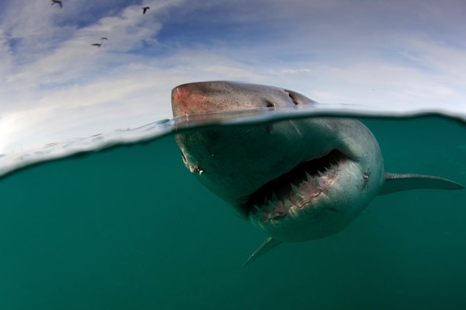 Shark Cage Diving Cape Town - Getting to Simon’s Town: your launch point