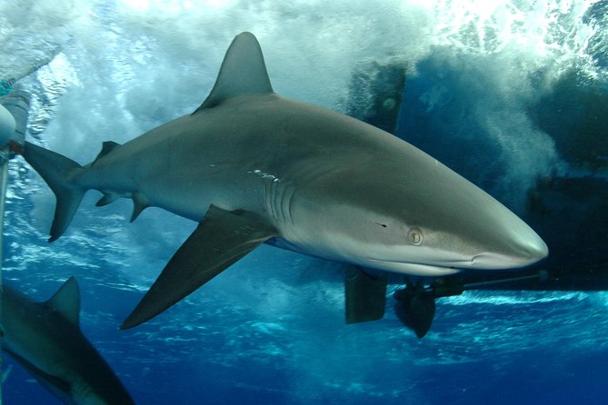 Shark Cage Diving on Oahu’s North Shore - Key highlights you’ll actually feel