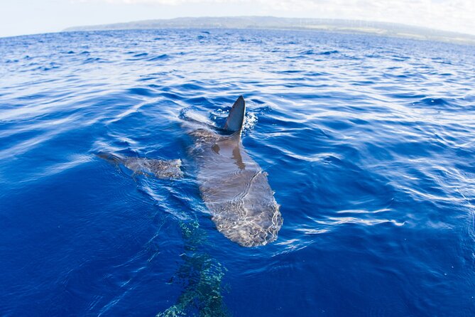 Shark Cage Diving on Oahu’s North Shore - Haleiwa Boat Harbor to the shark site: the ride that sets expectations