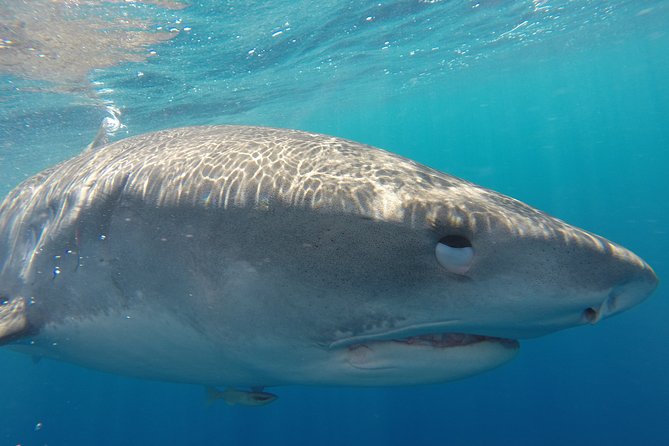 Shark Cage Diving on Oahu’s North Shore - The sharks of Oahu’s North Shore: what’s likely and what varies