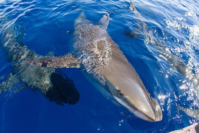 Shark Cage Diving on Oahu’s North Shore - The shark time window: how the two hours actually play out