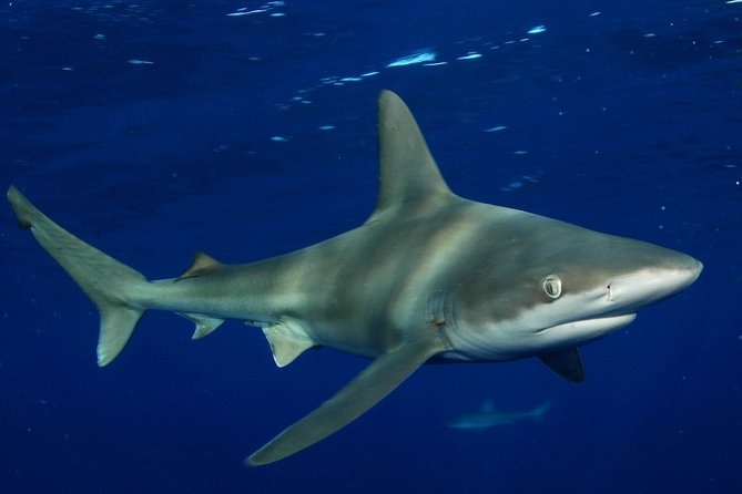 Shark Cage Diving on Oahu’s North Shore - Price and value: is $100 worth it for a shark cage session?