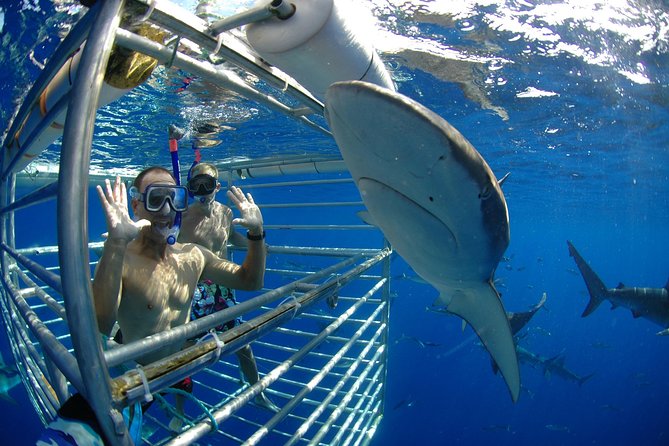 Shark Cage Diving on Oahu’s North Shore - Inside the floating cage: safety, comfort, and what you’ll really see