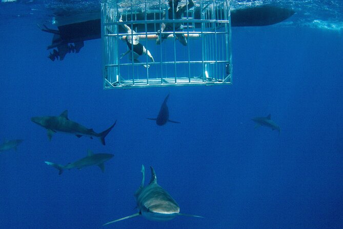 Shark Cage Diving On "The World Famous North Shore of Oahu", Hawaii - North Shore sharks without the big-tour chaos