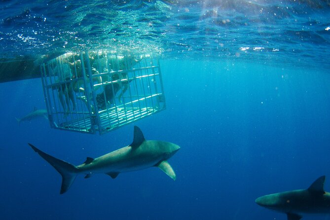 Shark Cage Diving On "The World Famous North Shore of Oahu", Hawaii - Haleiwa Shark Tours meeting point and what your day feels like