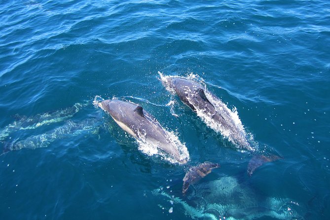 Shark Cage Diving Tour from Cape Town - Shark Alley Anchoring: Where the Day Becomes Real