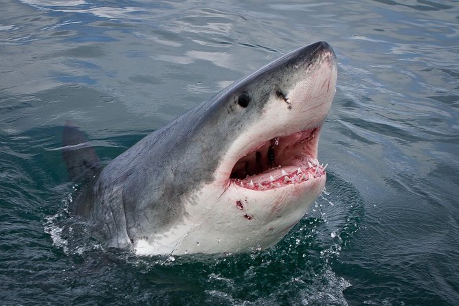 Shark Cage Diving Viewing Only - Key takeaways before you go