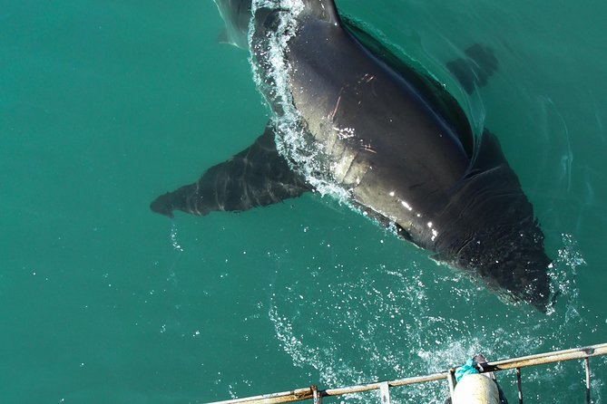 Shark Cage Diving Viewing Only - Why view-from-the-deck shark time in Gansbaai works
