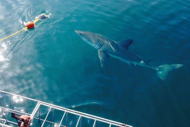 Shark Cage Diving Viewing Only - The boat setup: how the floating cage works while you stay dry