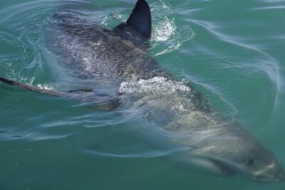 Shark Cage Diving Viewing Only - Your 4½-hour schedule: Kus Dr to boat deck to Cape Town or back later