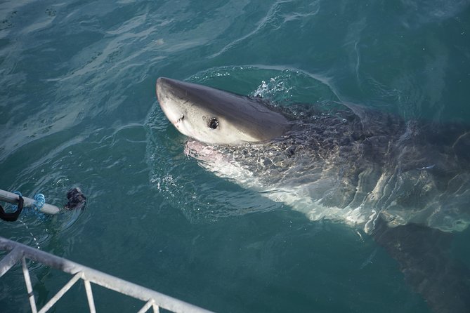 Shark Cage Diving Viewing Only - What you’ll eat and drink: included breakfast, lunch, snacks, and more