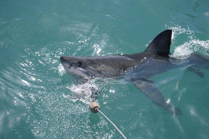 Shark Cage Diving Viewing Only - Learning on the water: how the crew turns sightings into context