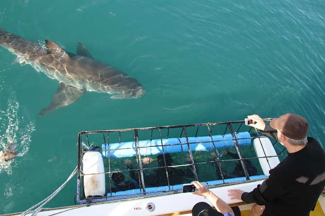 Shark cage diving & viewing tours in Gansbaai - Key things to know before you go