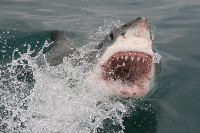 Shark cage diving & viewing tours in Gansbaai - On the boat in Shark Alley: chumming, snacks, and the first sighting