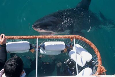 Shark cage diving & viewing tours in Gansbaai - Pickup from Cape Town: convenience that saves your energy