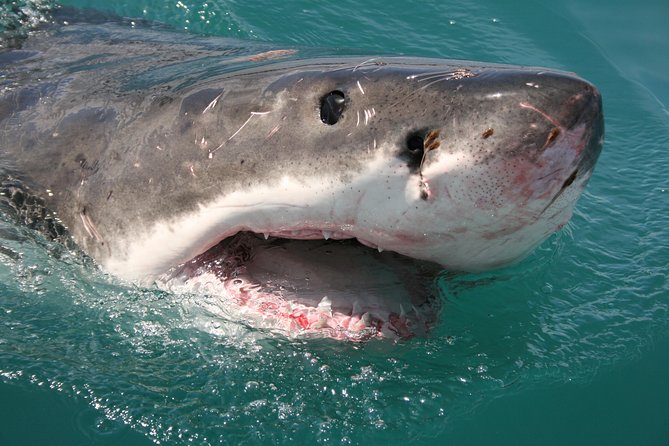 Shark cage diving & viewing tours in Gansbaai - Meals, lunch, and the DVD recap: how the day finishes