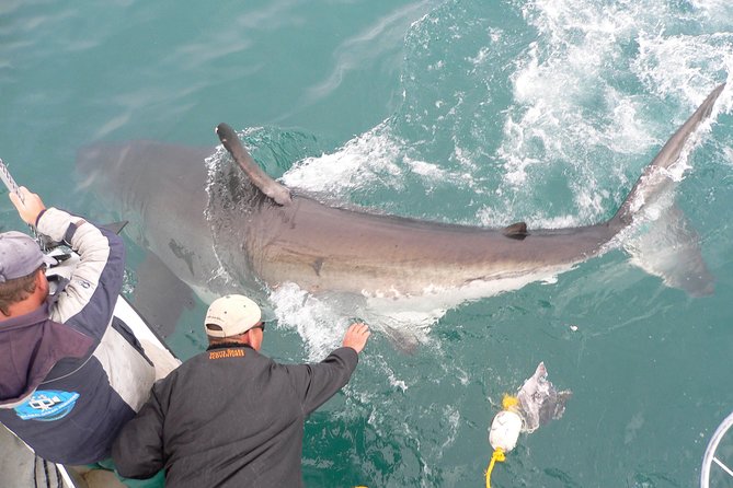 Shark cage diving & viewing tours in Gansbaai - What’s included (and how that affects your overall budget)