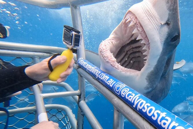 Shark Cage Diving with transport from Cape Town - Key Highlights You’ll Feel on This Trip