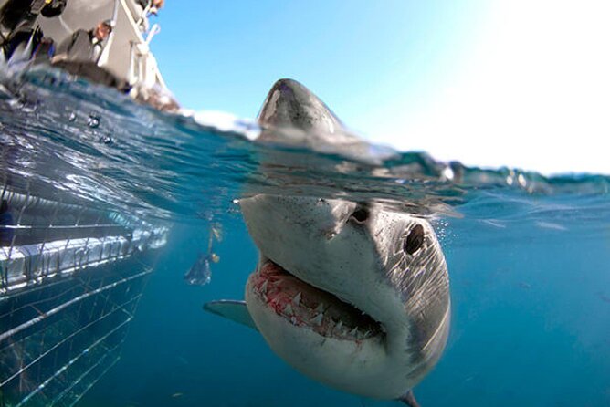 Shark Cage Diving with transport from Cape Town - Cape Town to Gansbaai: The Setup That Makes the Day Work