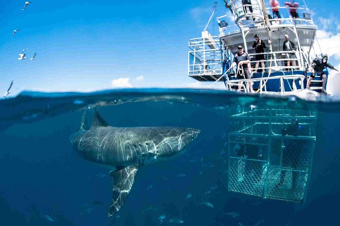 Shark Cage Diving with transport from Cape Town - The Boat Ride to Dyer Island: Where the Captain’s Choice Matters