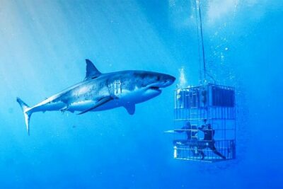 Shark Cage Diving with transport from Cape Town - Breakfast and Wetsuit Fitting at the Great White House