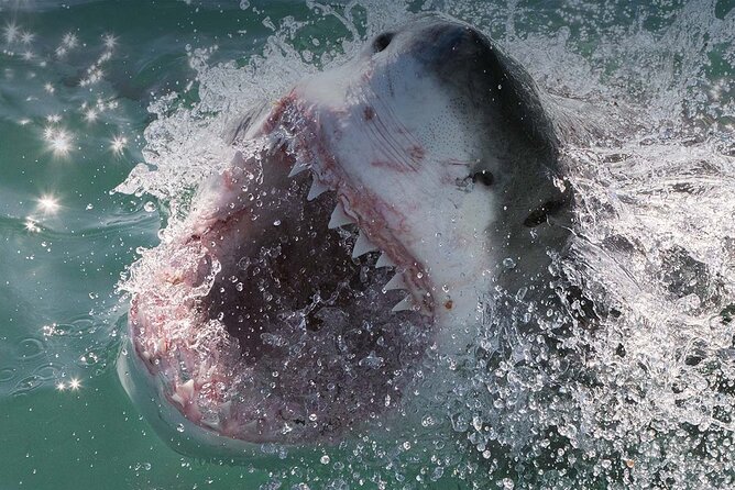 Shark Cage Diving with transport from Cape Town - Price and Value: Is $361 Worth It?