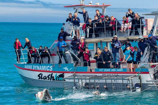Shark Cage Diving with transport from Cape Town - Who Should Book This Great White Cage Encounter From Cape Town?