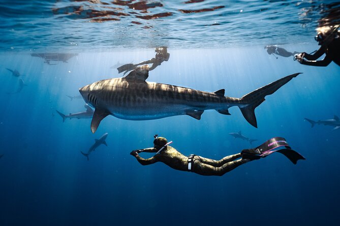 Shark Dive Private Charter No Cage - Quick hits for planning