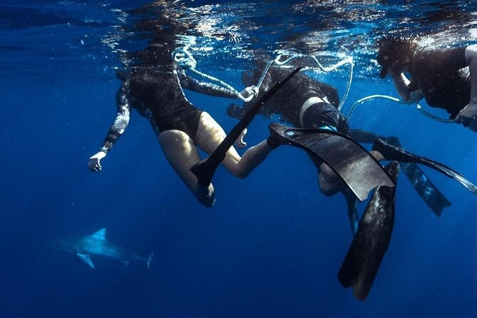 Shark Dive Private Charter No Cage - Shark Safety on Oahu’s North Shore, No Cage Included