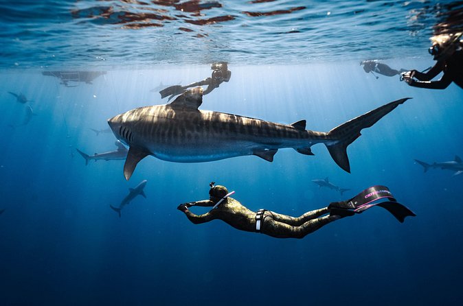 Shark Dive Private Charter No Cage - Safety Gear and the Ladder Requirement (Read This Twice)