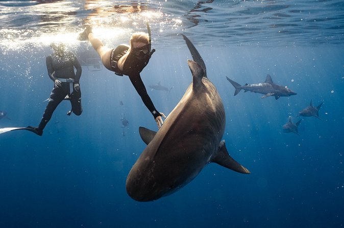 Shark Dive Private Charter No Cage - Private Charter Value: Why $824 per Group Can Make Sense