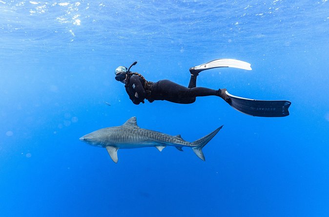 Shark Dive Private Charter No Cage - Meeting Point and Location Reality: Where to Start