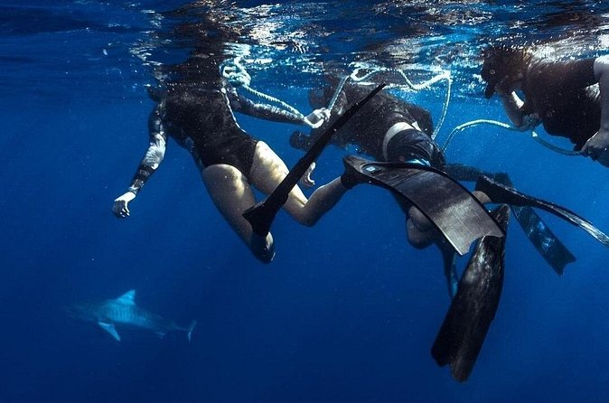 Shark Dive Private Charter No Cage - Best Time to Go: Morning Can Improve Your Chances of Enjoying It