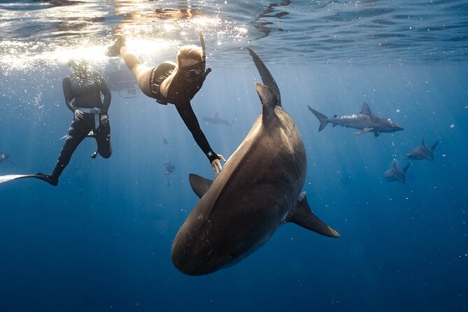 Shark Dive Private Charter No Cage - The Species List: What You Can Expect to See