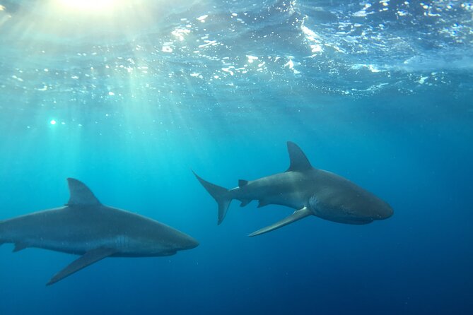 Shark-Dive Tour on Oahu's North Shore - Key reasons this outing works